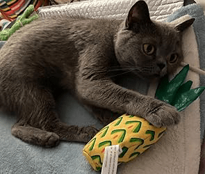 Pineapple Catnip Toy high quality cat toys