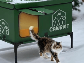 luxury outdoor cat house